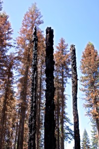 IMG_8937 - Version 3